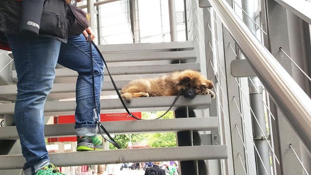 SignalHund Blog Ich sag�s Euch ehrlich! &quot;Atme doch mal!&quot; oder