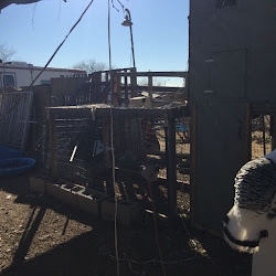 chicken coop building loving