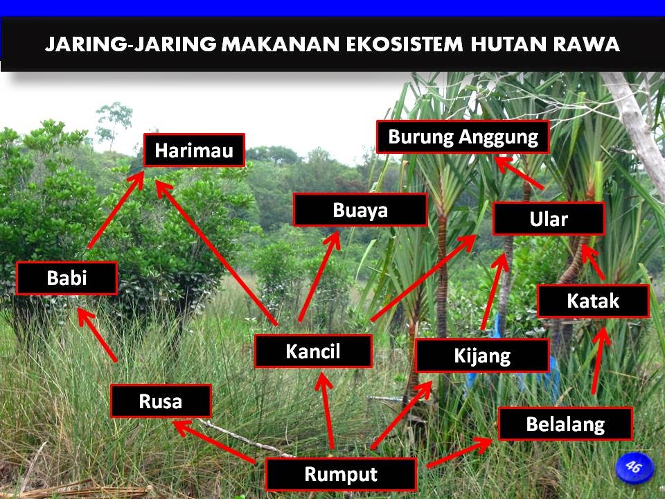 EKOSISTEM RAWA AIR TAWAR: Ekosistem Rawa Air Tawar.ppt