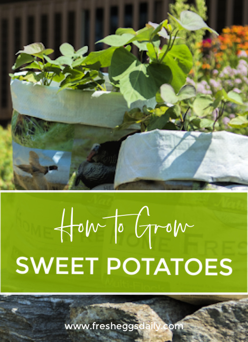 How to Grow Sweet Potatoes in Feed Bags - Fresh Eggs Daily® with Lisa Steele