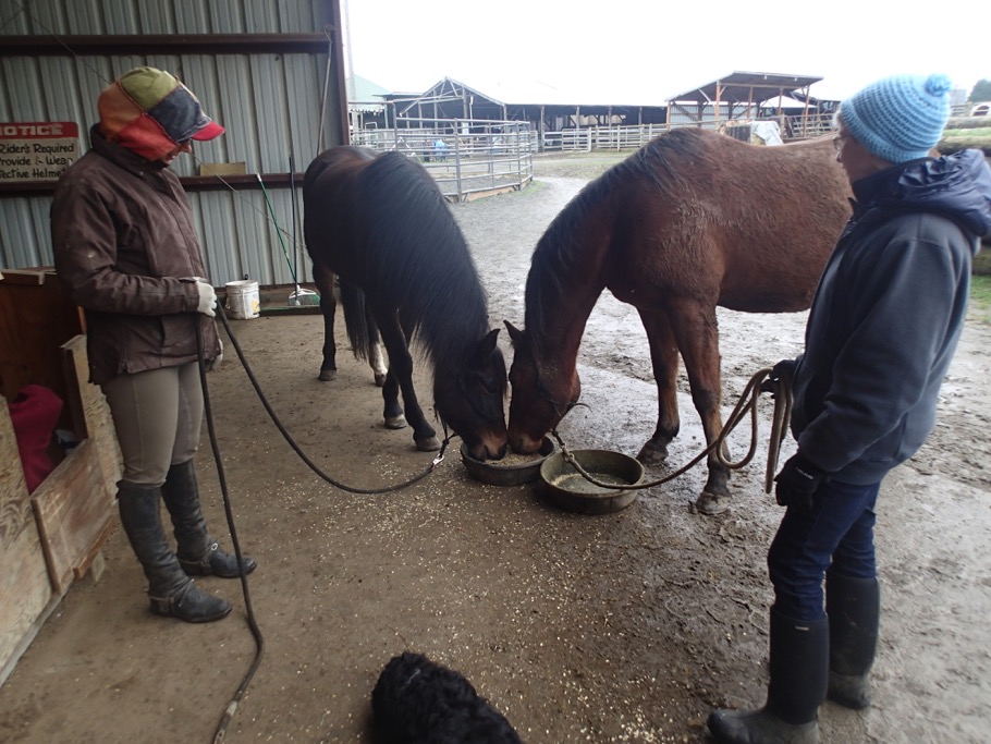 Wise Horsemanship at Freedom Farm A Horse, a Human, and a Microbe walk