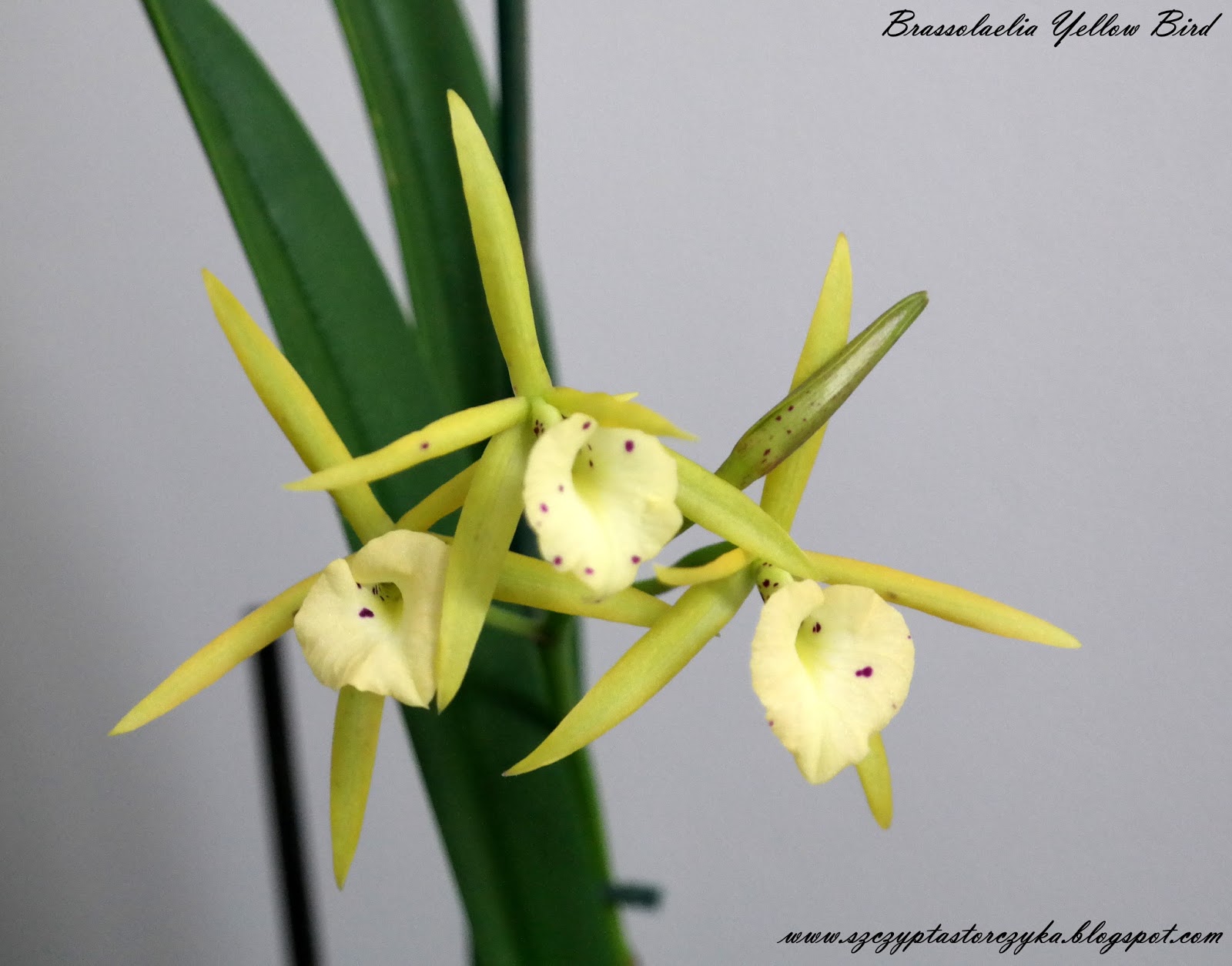 Brassolaelia Yellow Bird