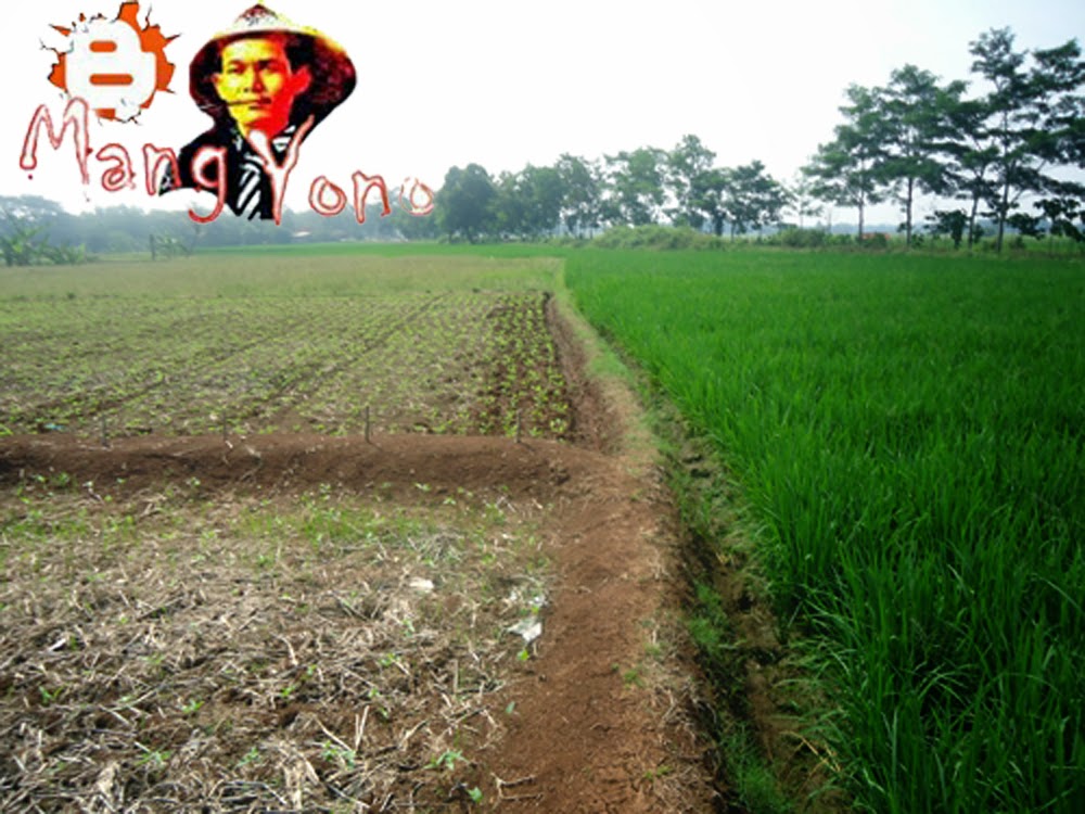 Tanaman palawija sebelah kiri, sebelah kanan tanaman padi tetangga saya Tanaman palawija sebelah kiri, sebelah kanan tanaman padi tetangga saya
