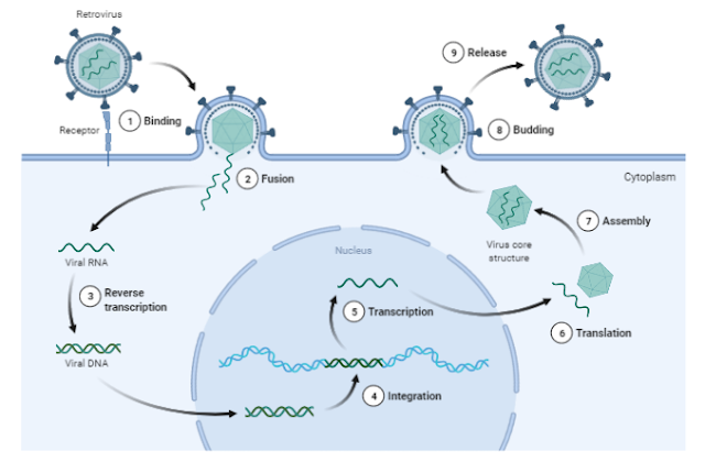 how do retrovirus replicate