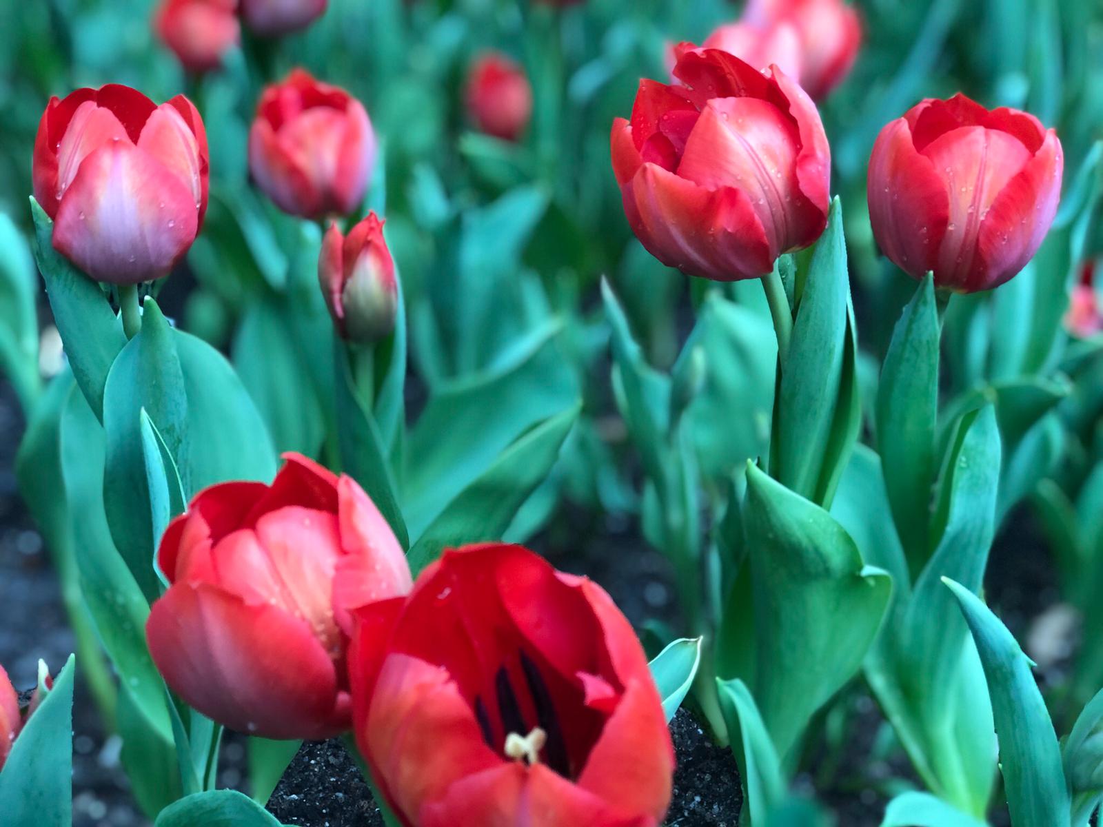 Bunga Tulip Di Gardens By The Bay , Singapura