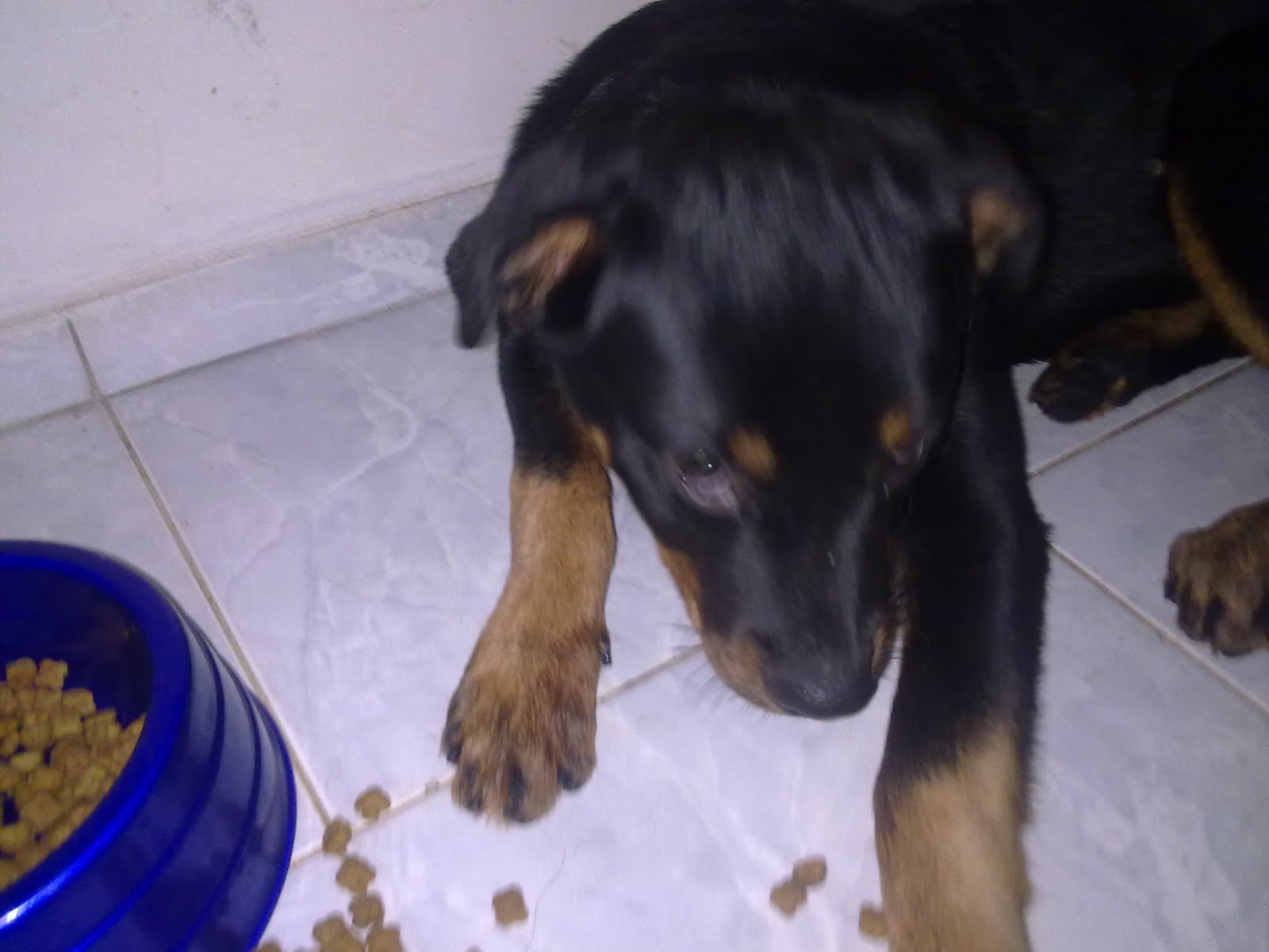 MALTA ISLAND KENNEL NOSSOS CÃES E A CRIAÇÃO