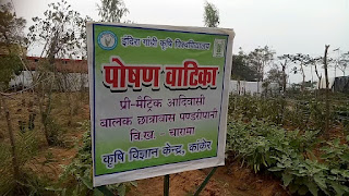 कलेक्टर के.एल.चौहान, ने भी की प्रशंसा,आकर्षण का केन्द्र बना पोषण वाटिका जैविक खाद से हो रहा है सब्जियों का उत्पादन,अब सभी आश्रम-छात्रावासो में पोषण वाटिका लगाने के निर्देश कलेक्टर के.एल.चौहान, ने भी की प्रशंसा,आकर्षण का केन्द्र बना पोषण वाटिका जैविक खाद से हो रहा है सब्जियों का उत्पादन,अब सभी आश्रम-छात्रावासो में पोषण वाटिका लगाने के निर्देश