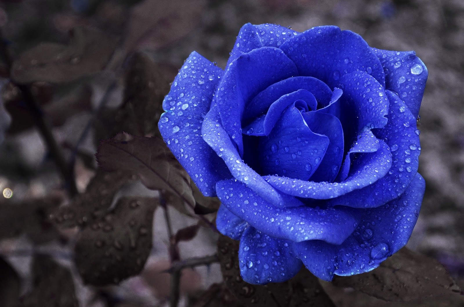 Gambar bunga mawar biru Gambar bunga mawar
