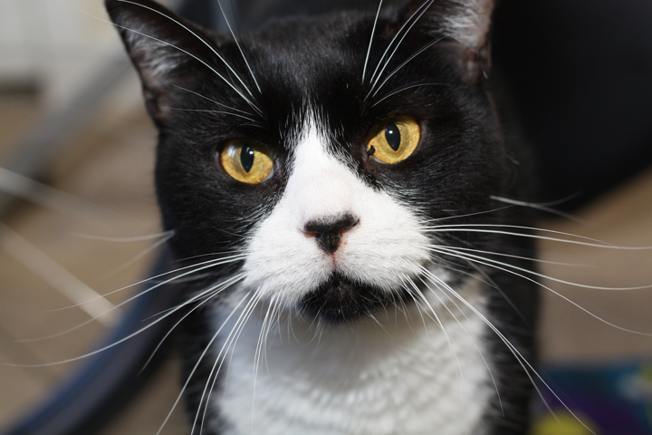 The Specials: Cat with FIV Adopting a cat with FIV