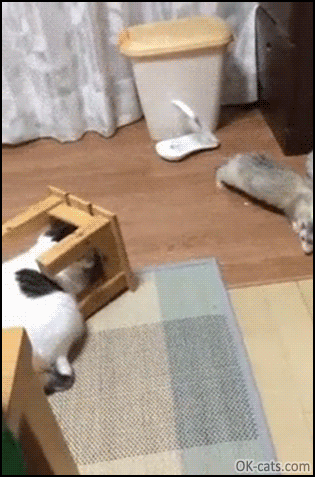 Hilarious Cat GIF • Epic fail! cat trying to play hide & seek with ferret. Haha, you are doing it wrong [ok-cats.com]