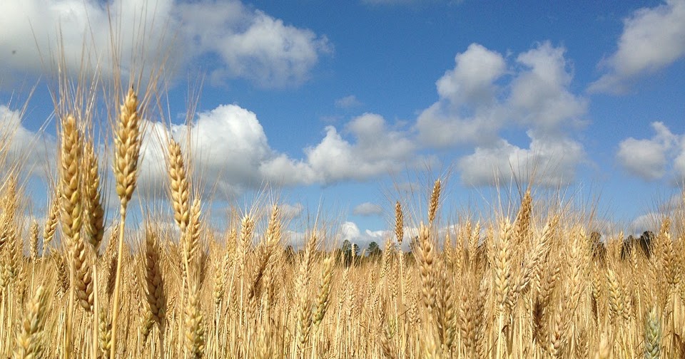 Пшеничная площадь. Краснокутка 13 Яровая пшеница. Лучшая пшеница в России где растет. PALWORLD пшеница где.