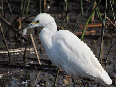 Sacramento National Wildlife Refuge