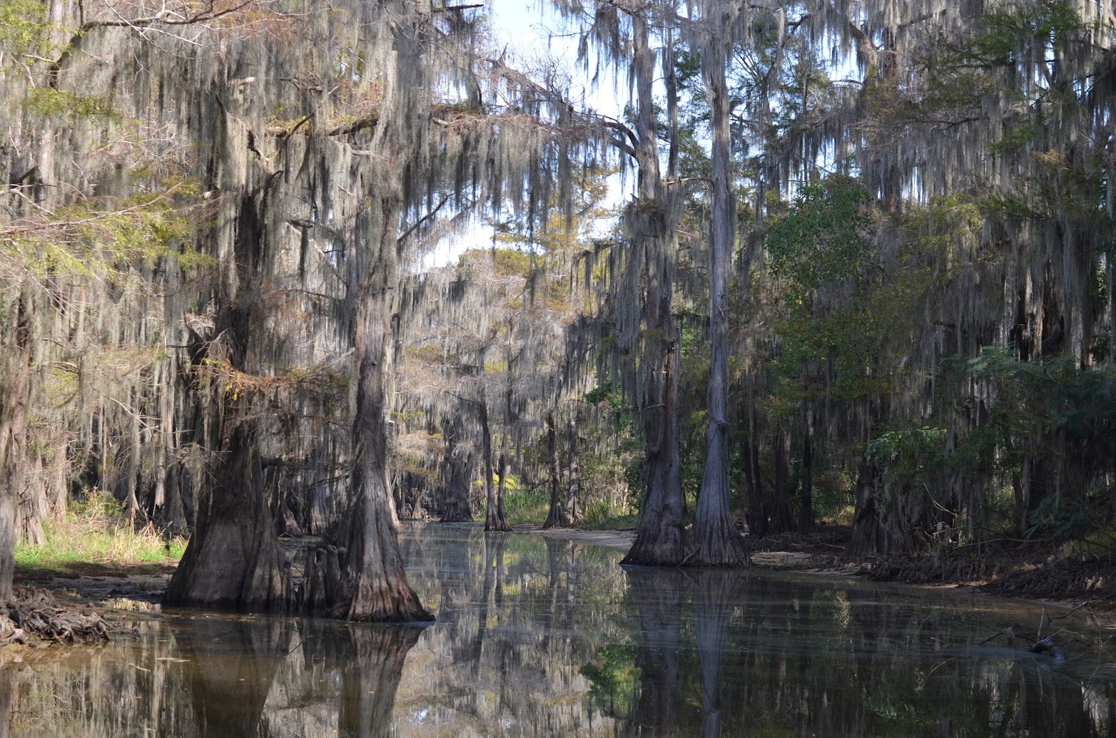 East Texas Swamp Tour Mommy's Treasures