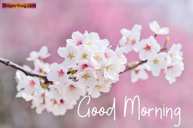 Good Morning Flowers Good Morning Flowers