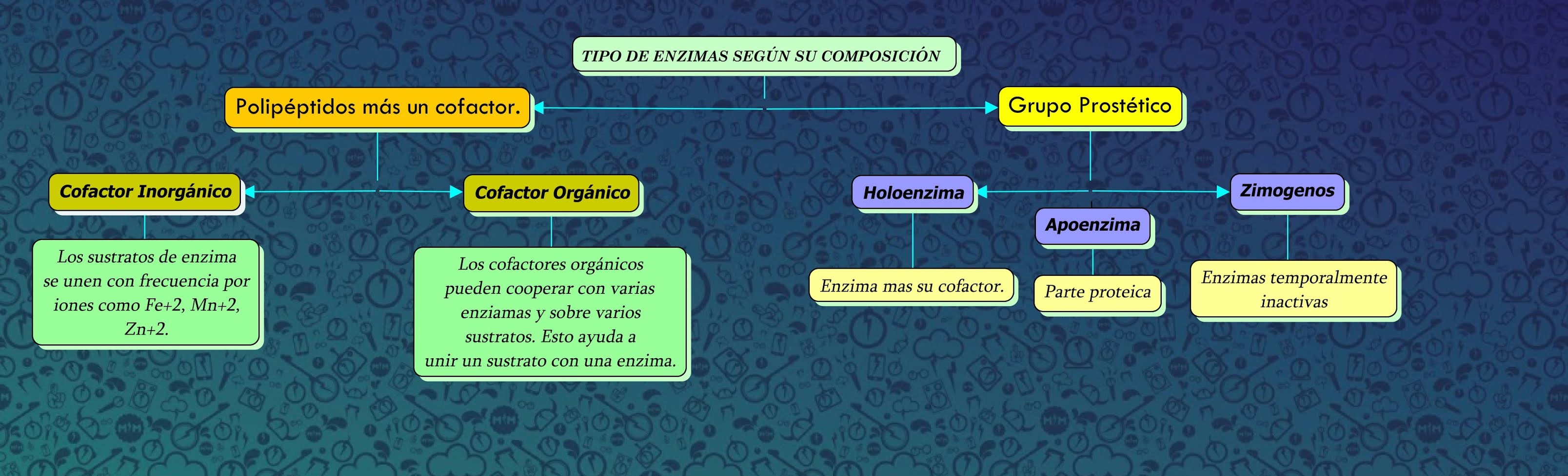 ENZIMAS