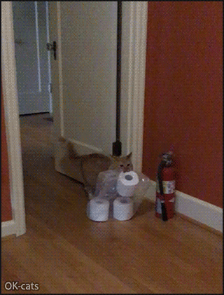 Funny Cat GIF • COVID-19 Quarantine • Funny paper toilet Challenge • Cat steals rools, so no more Challenge, haha! Funny Cat GIF • COVID-19 Quarantine • Funny paper toilet Challenge • Cat steals rools, so no more Challenge, haha!