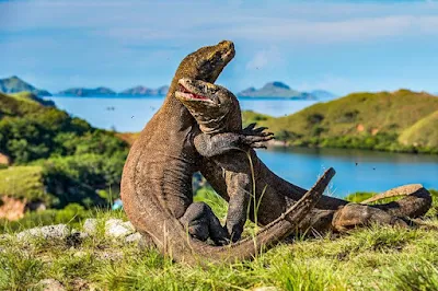 Fakta Unik Pulau Komodo Flores yang Jarang Diketahui Orang