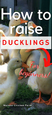 Ducklings raised from babies in backyard