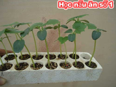 ươm hạt dưa lưới