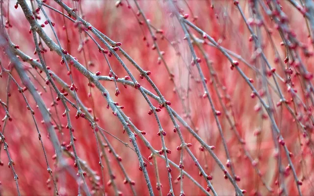 Takken met lente knoppen of takjes aan de boom