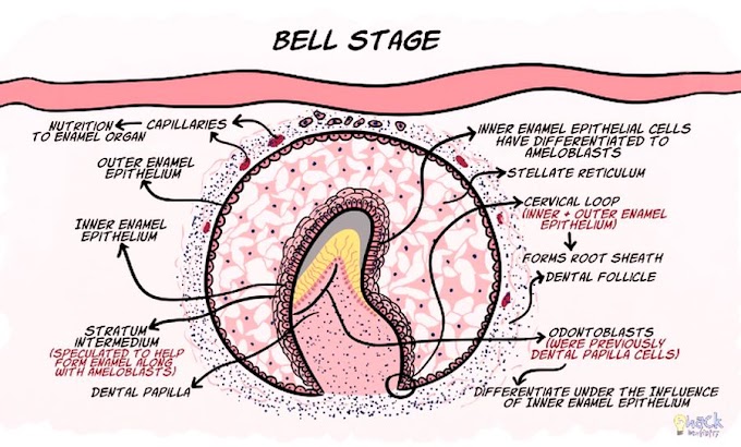 DEVELOPMENT OF TOOTH: Bell stage and root formation