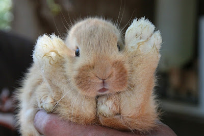 Hewan Kelincu imut Hewan Kelincu imut