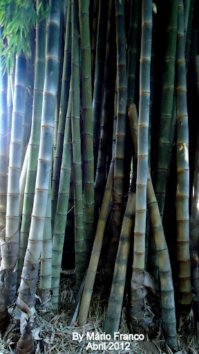 10 Semi Di Bamb&ugrave; Gigante Dendrocalamus Membranaceus Per Giardino Esotico