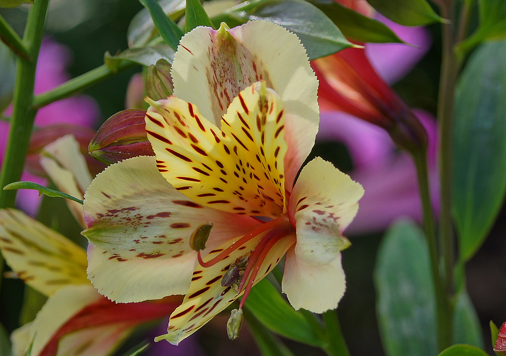 Flower Homes Alstroemeria Flowers