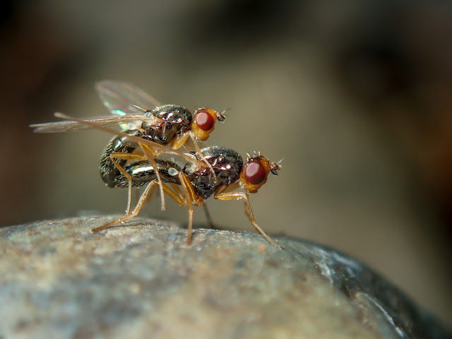 Chamaepsila sp Chamaepsila sp
