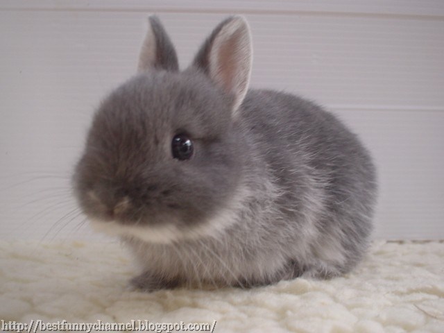 Gray nice bunny