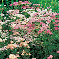 Yarrow plants in bloom. Pink and white Yarrow flowers on tall green stalks.