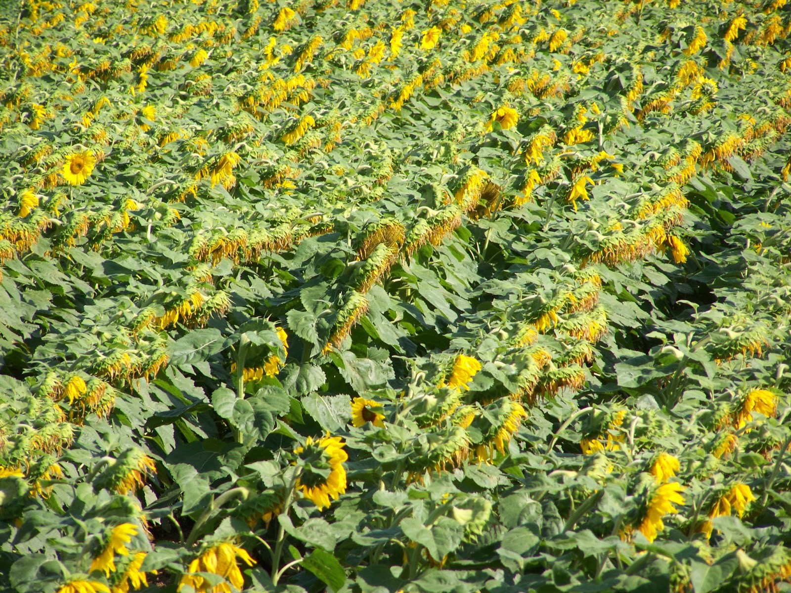 Lebenstage Waldvierteltage August 2017