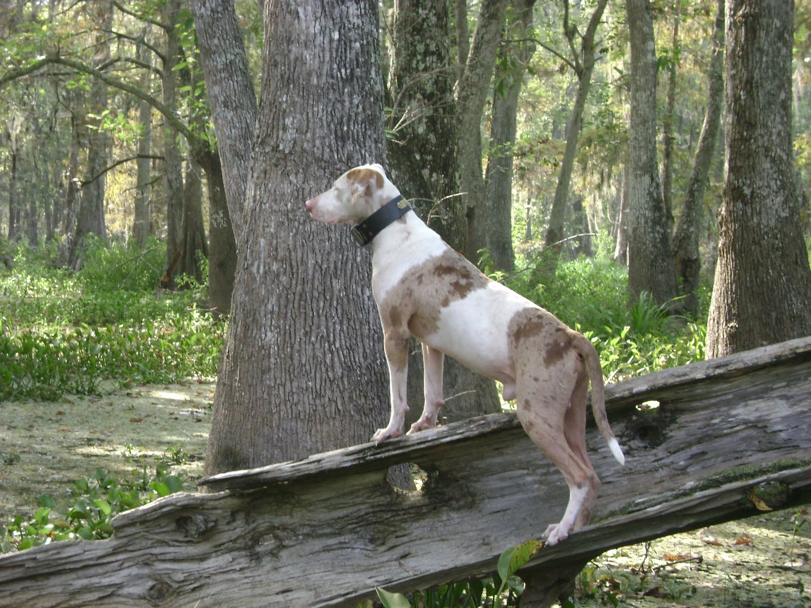 how to train a dog to track a blood trail