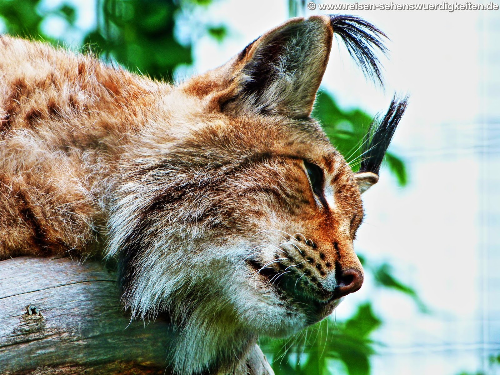Tiere Luchs Hintergrundbilder PC Wallpaper kostenlos Tiere Luchs