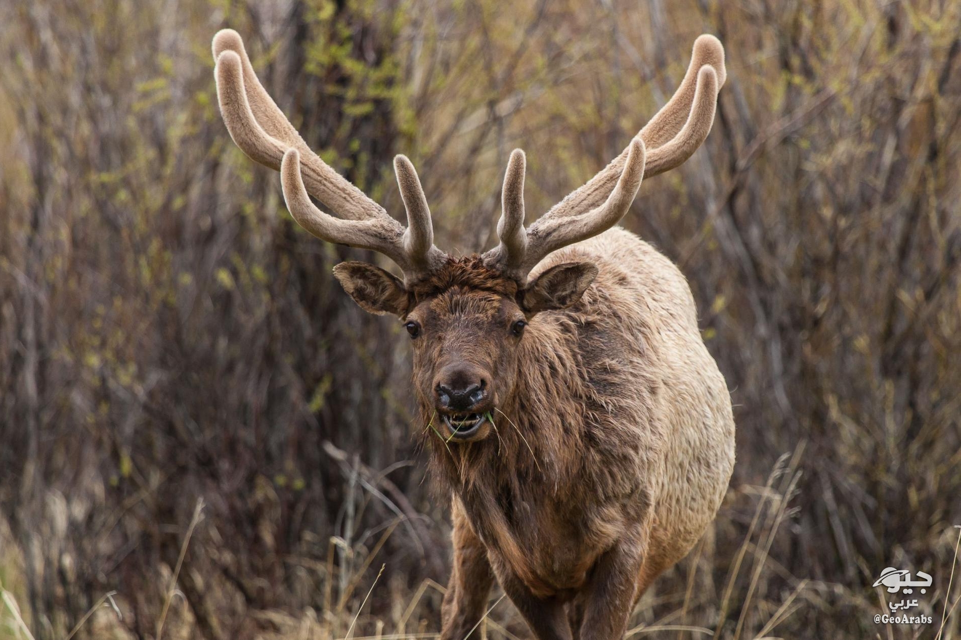 Зомби олени видео. Олень зомби Северная Америка.
