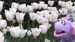 Murray and Ovejita learn about flowers and how to plant one, Sesame Street Episode 4403 The Flower Show season 44