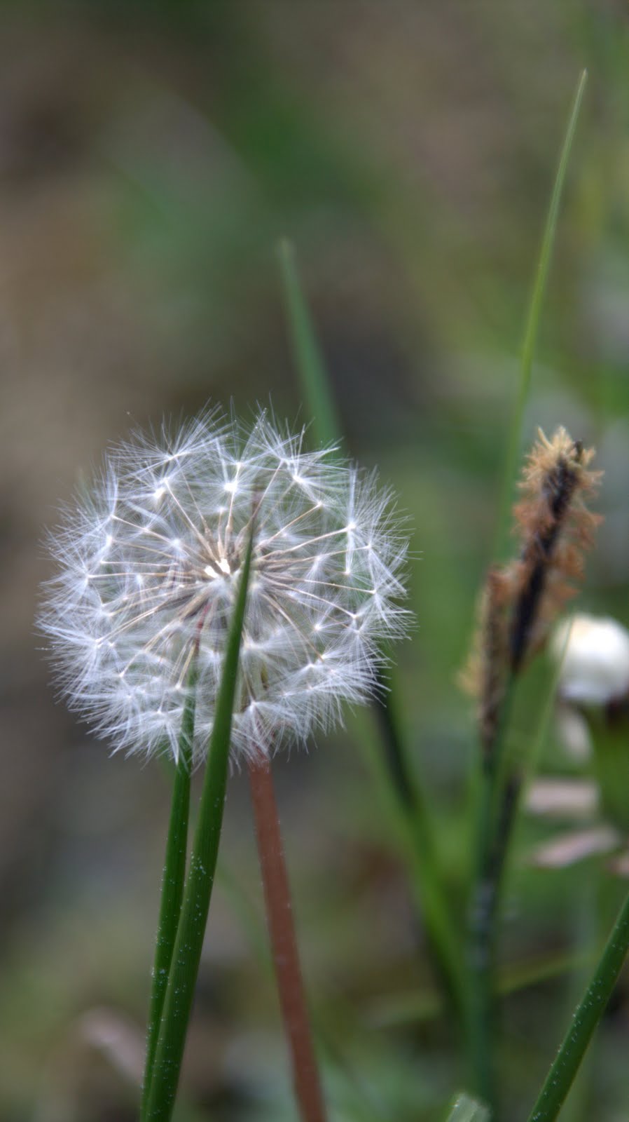 Löwenzahn Löwenzahn Fängt Ganz Klein Zu Wachsen An Alpenblumen: Löwenzahn - Taraxacum