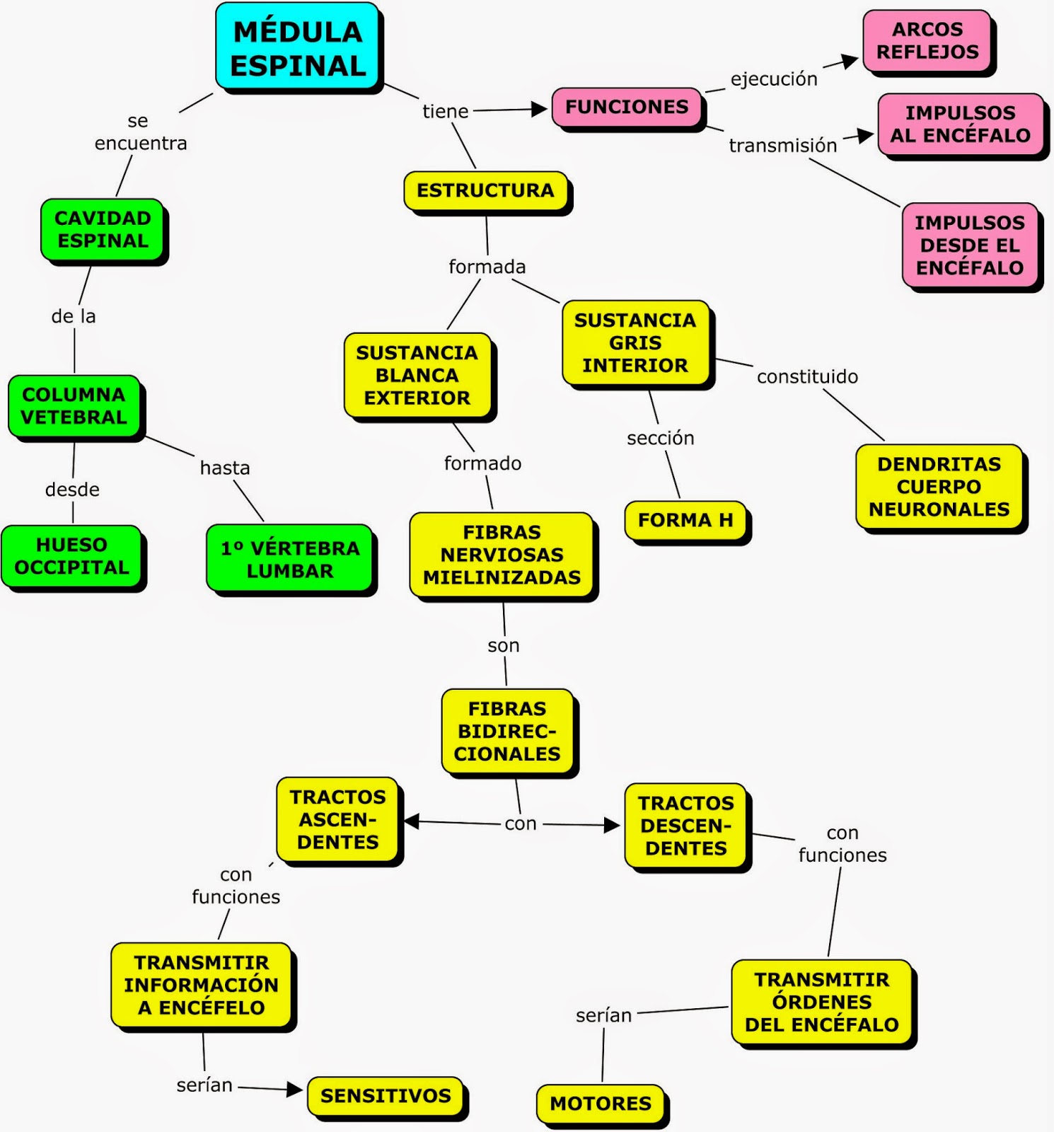 Mapa Conceptual Del Sistema Nervioso Central Mapas Conceptuales Mind