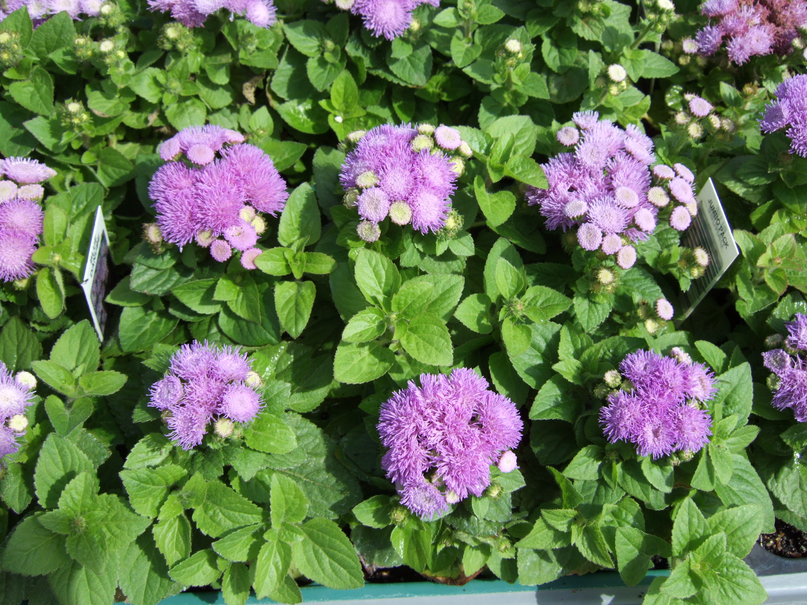 園藝達人栽培術 絨毛花球 藿香薊 霍香薊 園藝部落格 Igarden 花寶愛花園園藝文摘plus