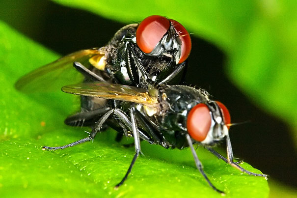 صور مدهشة أخذت بتقنية تصوير الماكرو