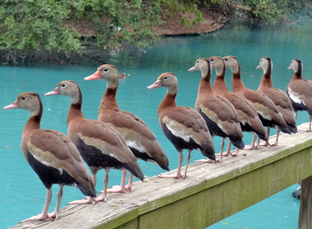 HTownWest Photo Blog Duck traffic control Pics of ducks and duck