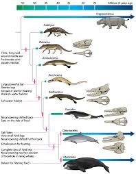 Whales and Hippos