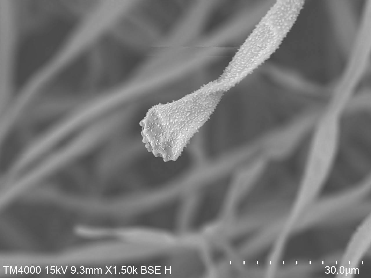 SEM Images of Koji the Magic Umami Source