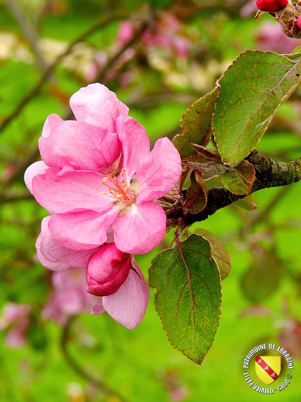 VILLERS-LES-NANCY (54) : Le jardin botanique du Montet-Pommier Belle Fleur