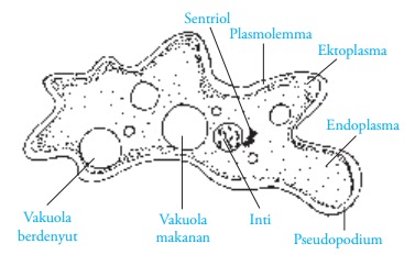 Bagian-Bagian Tubuh Amoeba