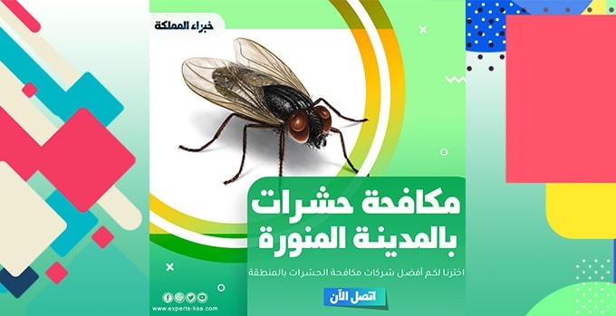 رش حشرات بالمدينة المنورة