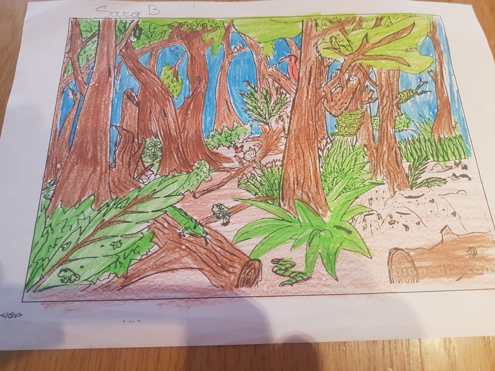 Profe de garda ECOSISTEMA BOSQUE, INGLÉS E EDUCACIÓN FÍSICA