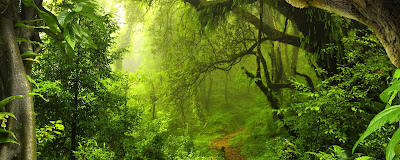 Visiter à Mayotte la Foret au Mont Benara . 