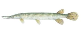 Shortnose gar dan ikan aligator terbesar