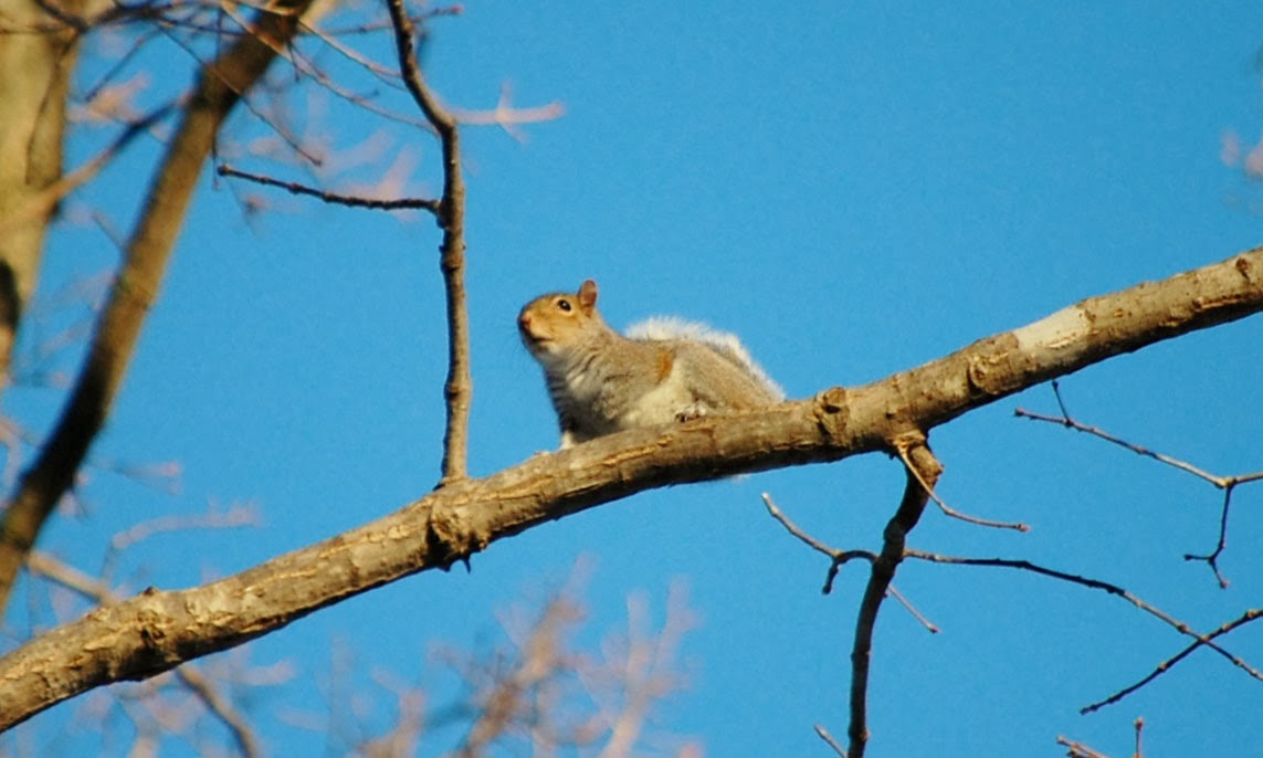 Adventures Afield IT'S STILL SQUIRREL SEASON